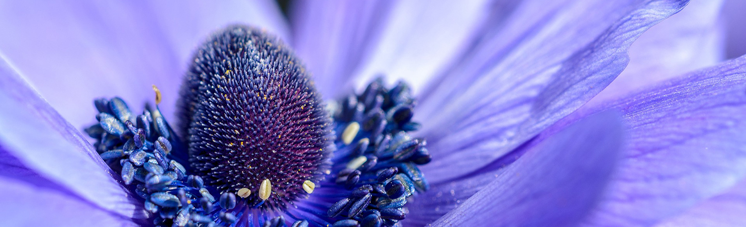 Buy Anemone | Nelson New Zealand - Country Blooms Flower Farm