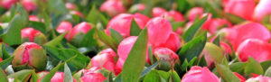 Buy Peonies | Nelson New Zealand