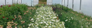 Country Blooms Flower Farm | Hope Nelson New Zealand
