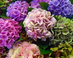 Country Blooms Flower Farm Nelson | Bouquet of Hydrangeas