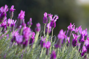 Lavender Supplier | Nelson New Zealand