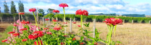 Nelson New Zealand Flower Farm