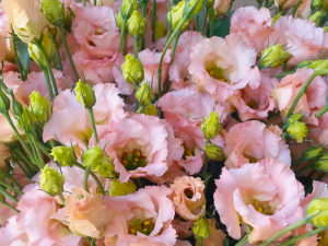 New Zealand Flower Supplier | Country Blooms Flower Farm