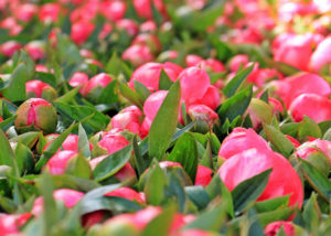 Peonie Supplier | Nelson New Zealand