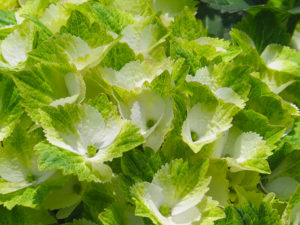 South Island NZ Flower Growers