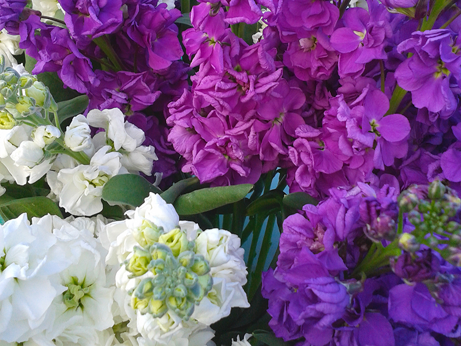 Stock Flowers Supplier | Nelson New Zealand Stock Flowers Supplier | Nelson New Zealand