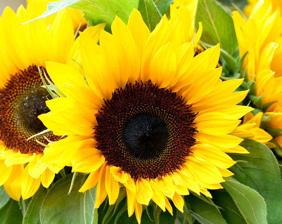 Sunflower Supplier Nelson New Zealand Country Blooms Flower Farm