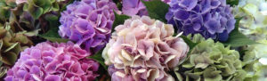 Buy Hydrangeas Nelson New Zealand