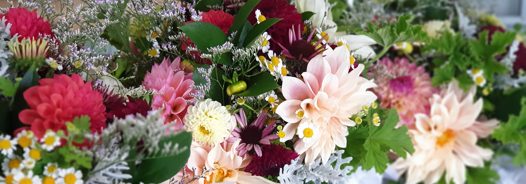 wholesale flowers nelson new zealand