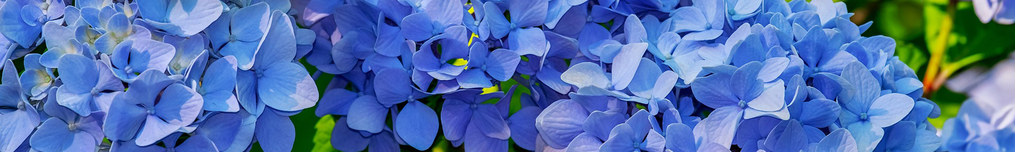 Fresh Flowers Hope New Zealand