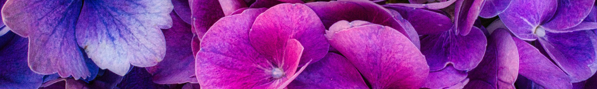 Hope Tasman New Zealand Wholesale Flowers