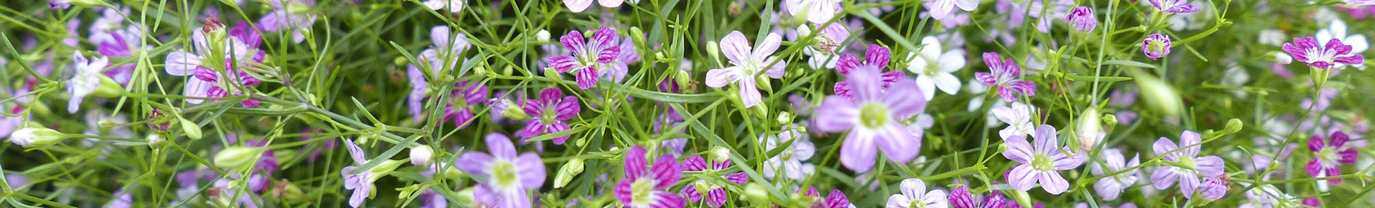 Nelson NZ fresh farm flowers