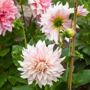 Cafe au Lait Dahlia Tuber New Zealand