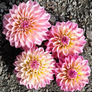 Coralie Dahlia Tuber New Zealand