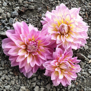 Strawberry Ice Dahlia Tuber